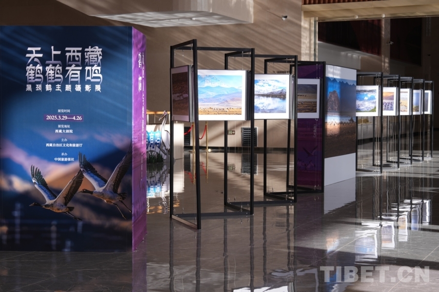 黑颈鹤主题摄影展开幕j9国际站登录西藏：(图7)