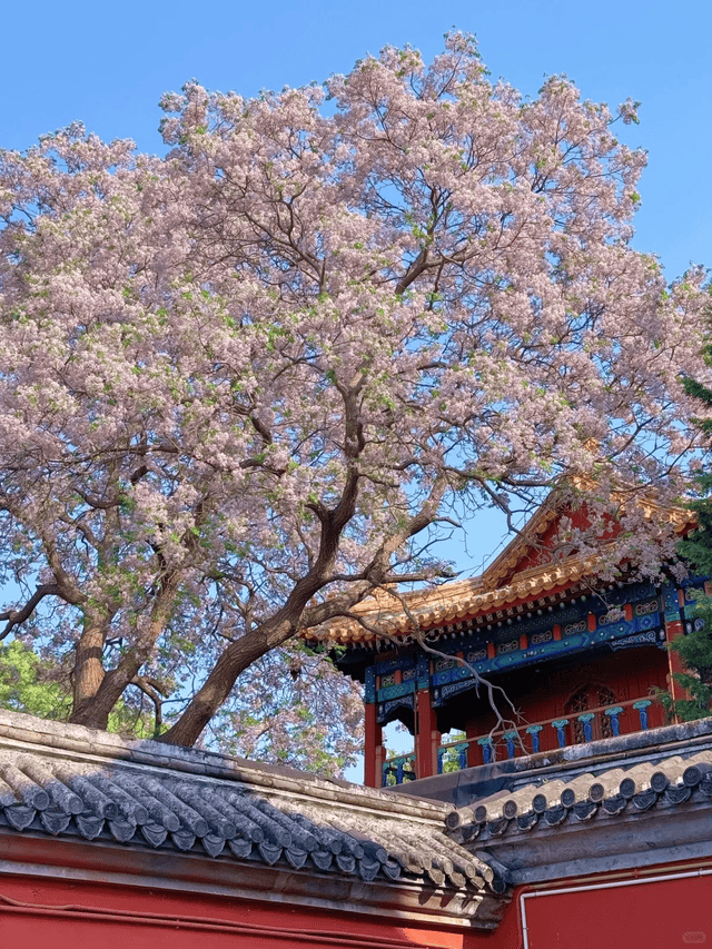 私人订制旅行社带你开启零套路纯玩之旅ag九游会登录解密！北京十大信誉好的(图2)