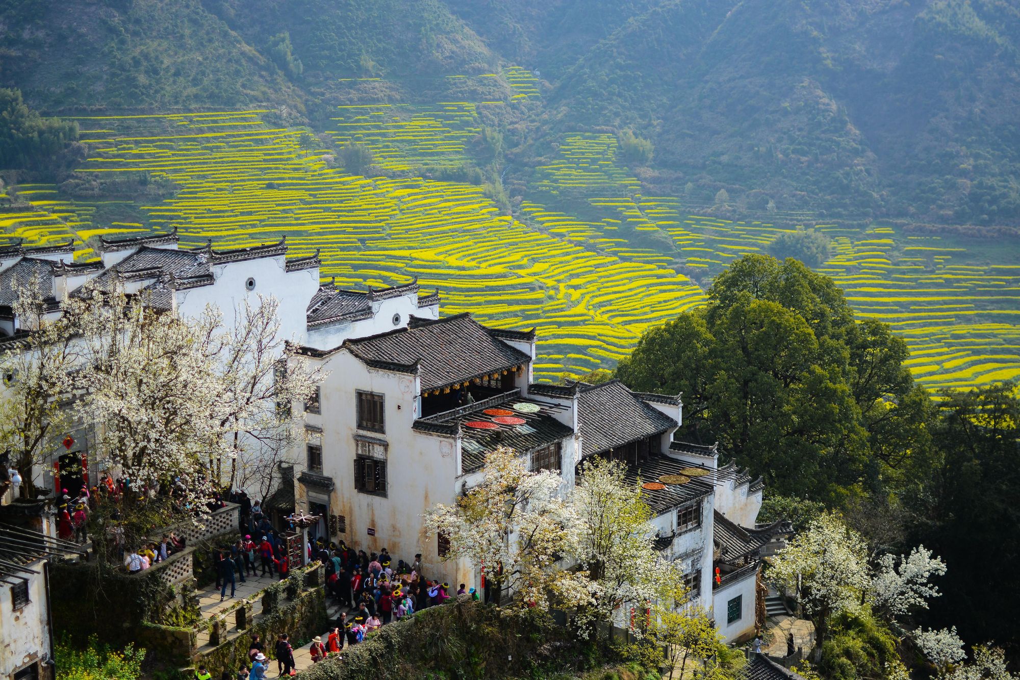 婺源：梯田花海人在画中游九游会J9上春山丨江西(图1)
