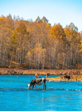 荐新疆金途沐光专注个性化行程规划。j9九游会登录新疆旅游攻略定制推(图3)